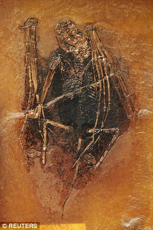 科学家首次明确4900万年前古蝠皮毛颜色 科学家首次明确4900万年前古蝠皮毛颜色