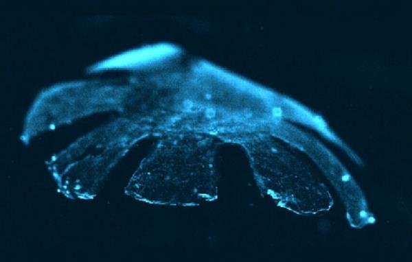 ˮĸˡmedusoid