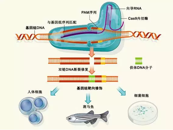 ? RNA鵼CRISPR-Cas9ϵͳûʾͼCas9øһDNAøܶϸԱֵףCas9ø ΪϸṩһַƣⲡԴDNA롣 Cas9 øбͼԴDNAIICRISPR/CasϵͳЧİøС Cas9øRNAӵ¶DNAиΪЩRNA ӺDNAлУ֮ΪPAMС Cas9øRNA ¶ضλDNAиγ˫DNAȱڣȻϸͬԴ (homologous recombination)߷ͬԴĩӻ(non-homologous end joining)ԶѵDNA޸ϸͨͬԴƽ޸һ DNAƬѵDNAȱڣһµġŴϢӶʵֻı༭ͼƬѡϺϷģʽоġͼƬԭʼԴhttp://www.nature.com/nature/journal/v495/n7439/full/495050a.html