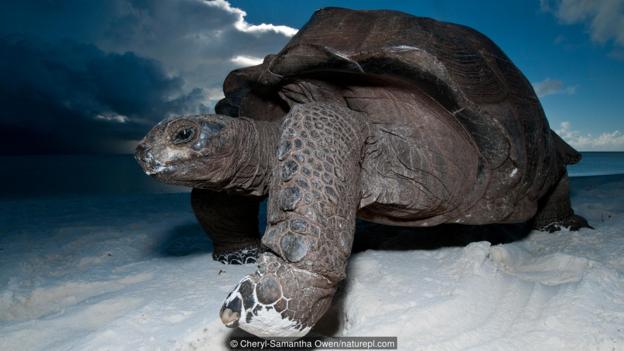 һֻﲼ꣨ѧAldabrachelys gigantea