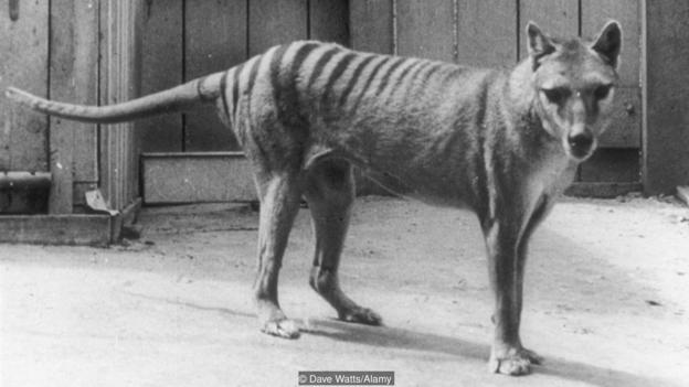 最后一只袋狼（学名：Thylacinus cynocephalus）死于1936年