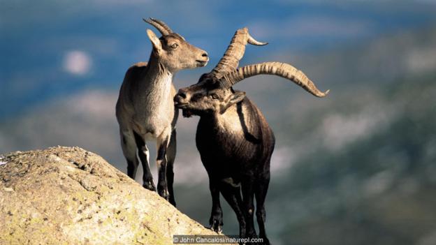 ͼΪ벼ɽԵϵɽIberian ibex