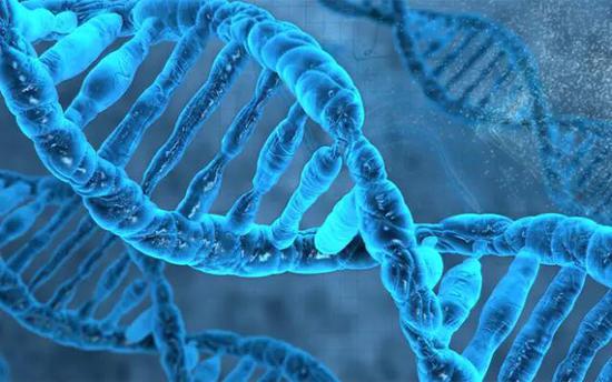 Cellд̿飺״ۼ֤DNAͬ