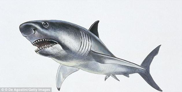 һЩţ뾨֣Լ޴ľ裨Carcharocles megalodon¼ʧ