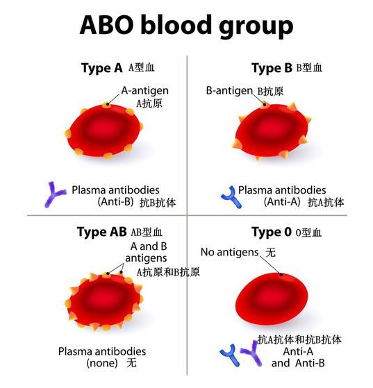 ABOѪϵͳͼƬԴscienceabc.com