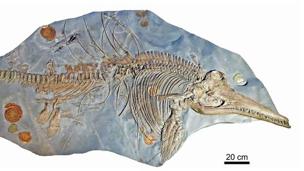 Ichthyosaurus somersetensisʯǼ