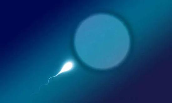  Sperm and egg with blue background ͼƬԴPixabay