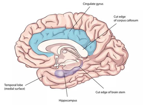 Եϵͳthe limbic systemʾͼ