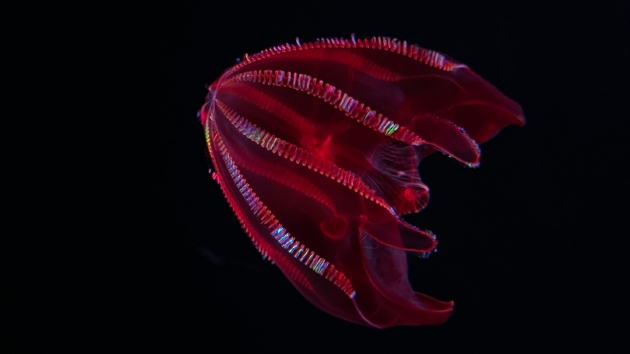 最奇特的海洋生物是什么？深海的角落奇特生物远超想象