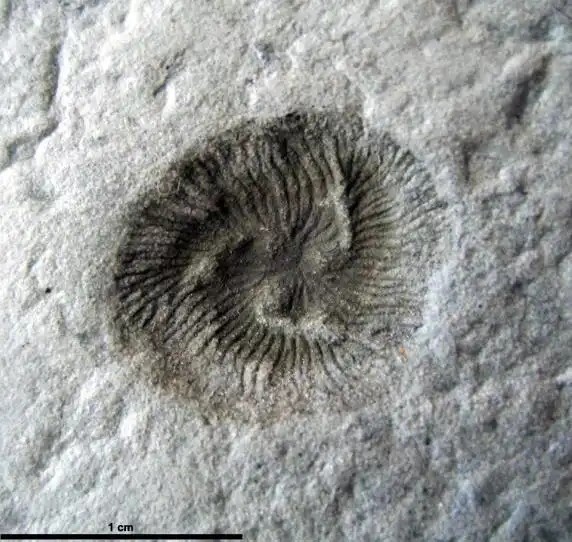 ��д����ʷ?21����ǰ,��������һ��������ά��������Ⱥ