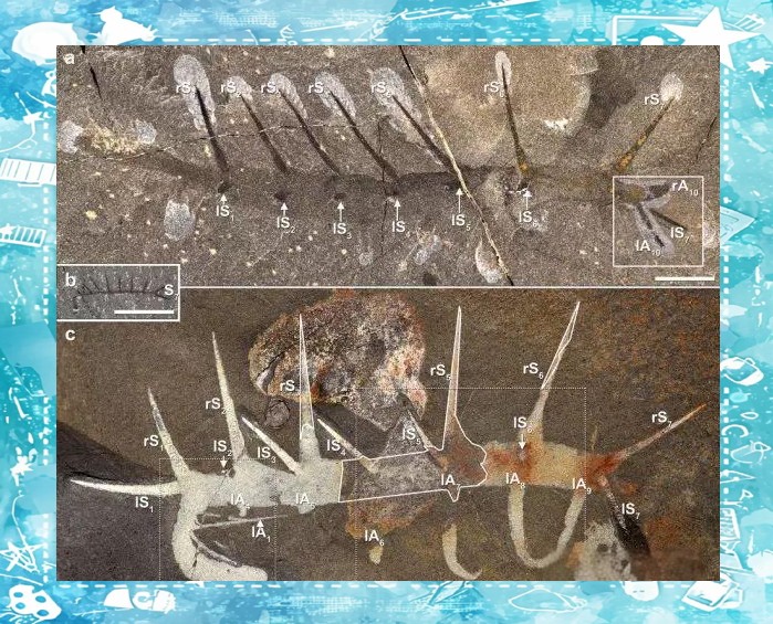 ��ѧ�Ҷ�������������50�꣬����ͬ��Сǿ�ʹ�բз������