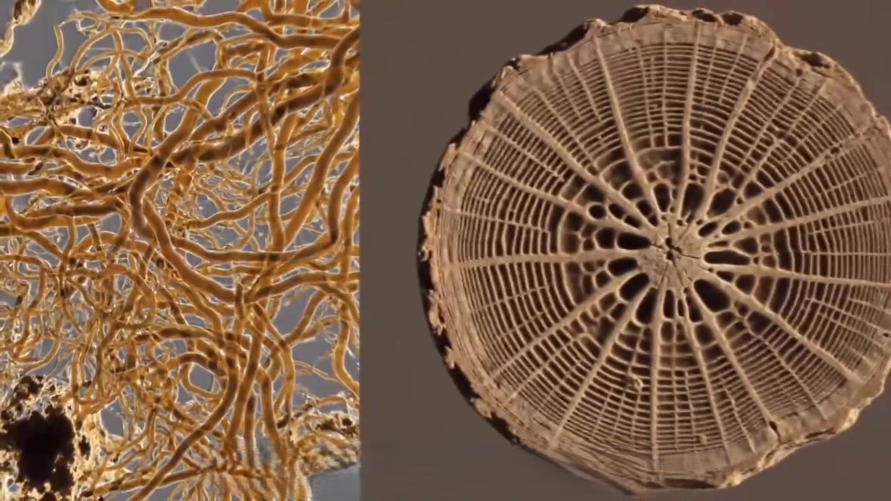 ��������֮ǰ������8�׸ߵ�Ģ��ͳ����5000���꣡