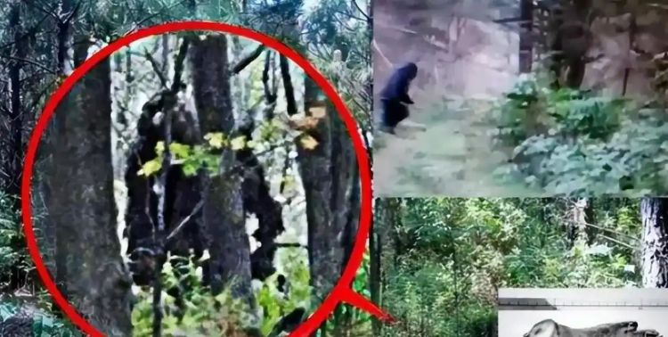 Ϊ�γ���ɽ�Ȱ���ɽ������η�壿Ұ�ˡ�ˮ�����վ�ʧ�ٵ����ش�˵